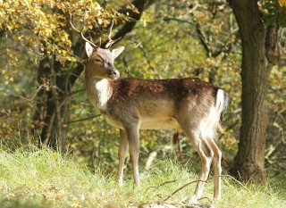 aw-duinen-23